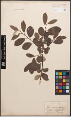 Foto von Salix caprea L. x Salix lapponum L.